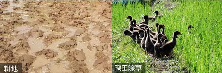 东北鸭田富硒有机大米(鸭田富硒大米价格)-硒宝网