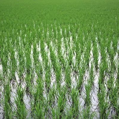 东北鸭田富硒有机大米(鸭田大米的营养)-硒宝网