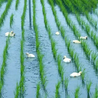 东北鸭田富硒有机大米(鸭田大米的营养)-硒宝网