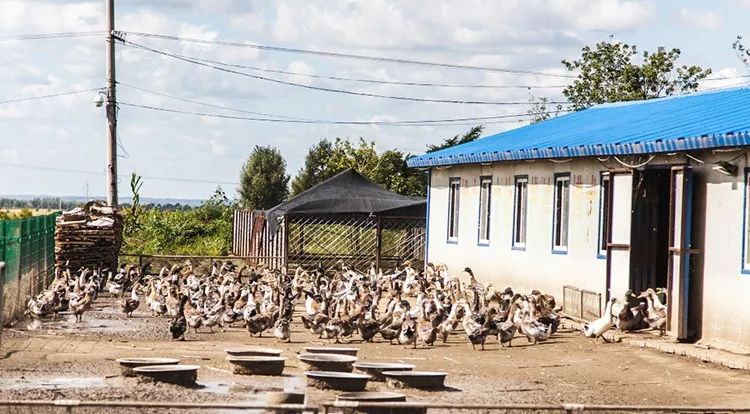 东北鸭田富硒有机大米(鸭田大米的营养)-硒宝网