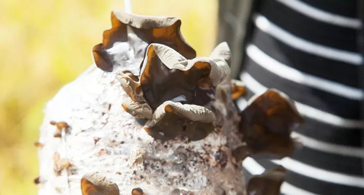 东北鸭田富硒有机大米(鸭田大米的营养)-硒宝网