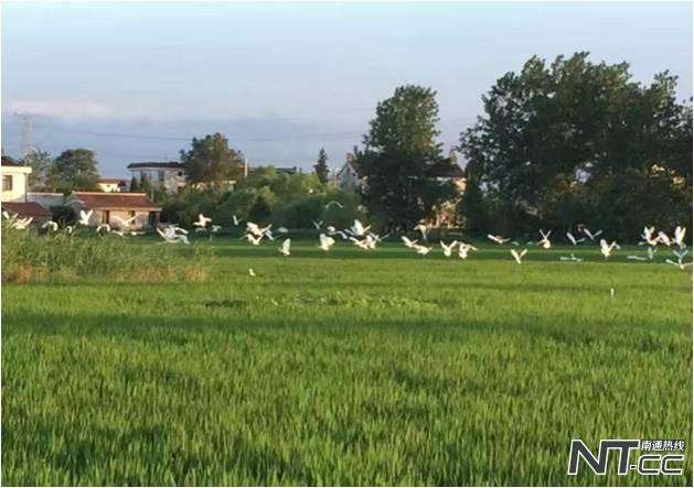 如皋哪里有富硒大米买(江苏如皋富硒米)-硒宝网