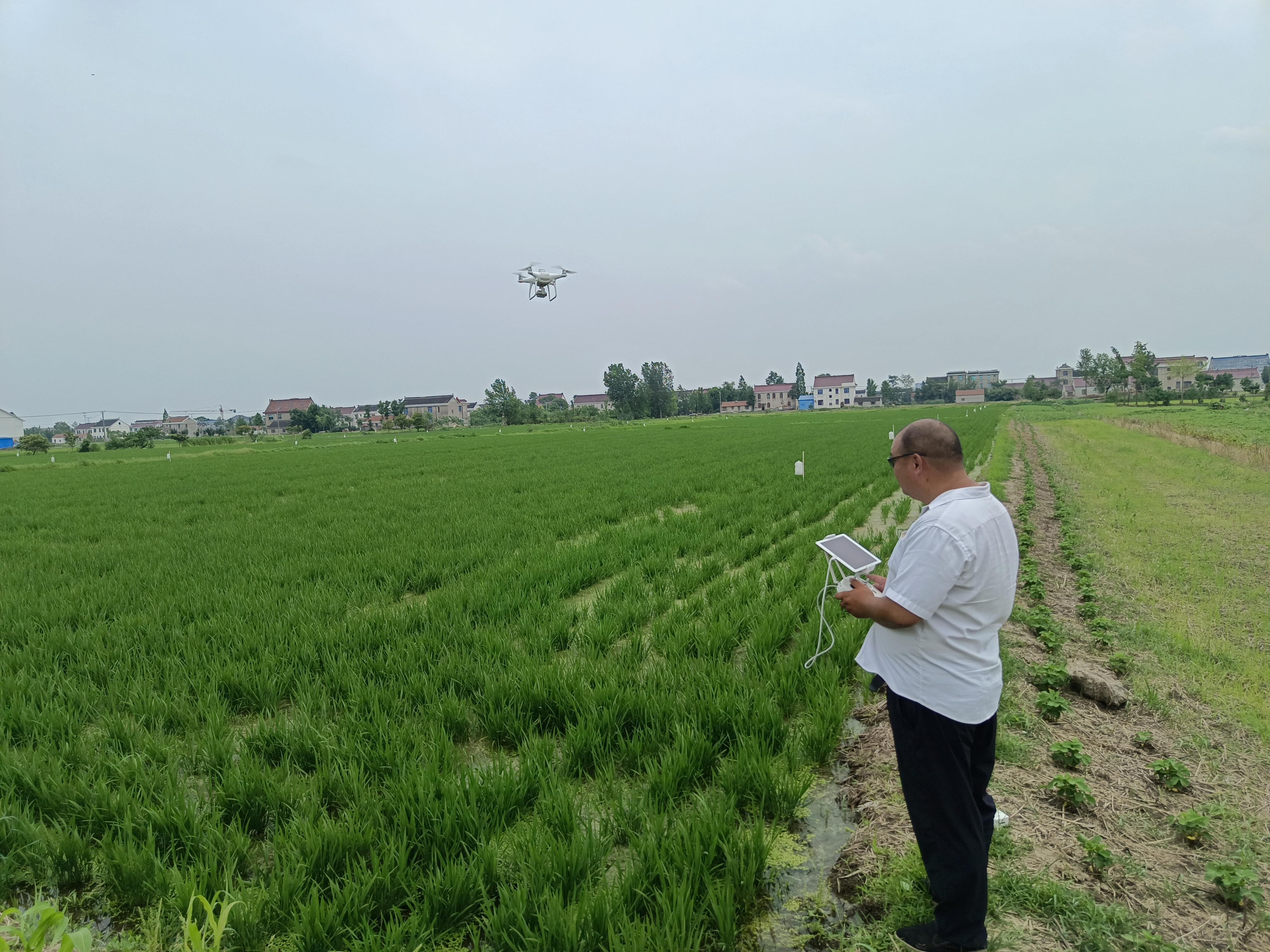 如皋哪里有富硒大米买(如皋富硒大米多少钱一斤)-硒宝网