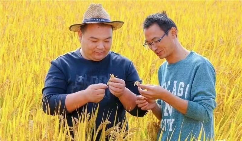 如皋哪里有富硒大米买(如皋富硒大米多少钱一斤)-硒宝网