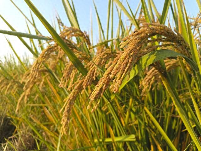 富硒大米可以做米糕吗(富硒大米是糯米吗)-硒宝网