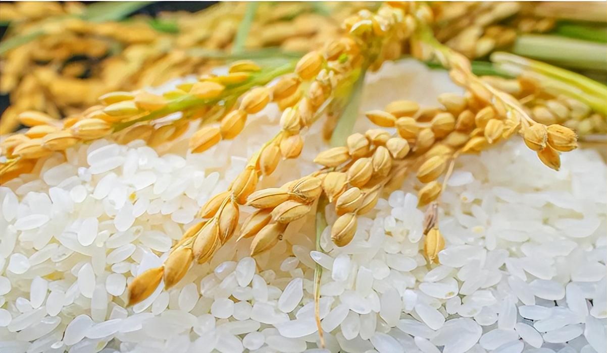 富硒大米可以做米糕吗(富硒大米是糯米吗)-硒宝网