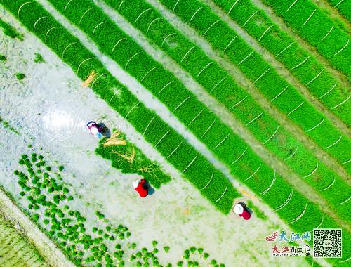 江西明月山的富硒大米(明月山大米生产厂家)-硒宝网