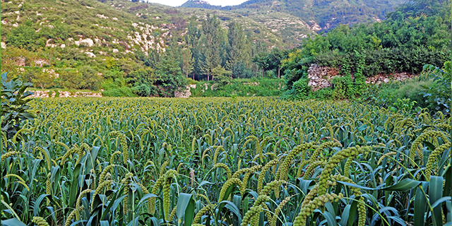 买富硒大米怎么购买的(富硒大米好在哪)-硒宝网