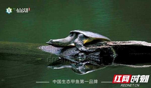 桃源兴隆米业富硒大米(桃源兴隆米业富硒香米)-硒宝网