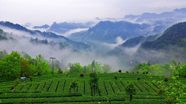 桃源兴隆米业富硒大米(桃源兴隆米业富硒香米)-硒宝网