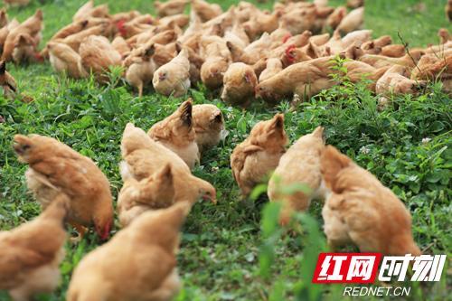 桃源兴隆米业富硒大米(桃源兴隆米业富硒香米)-硒宝网