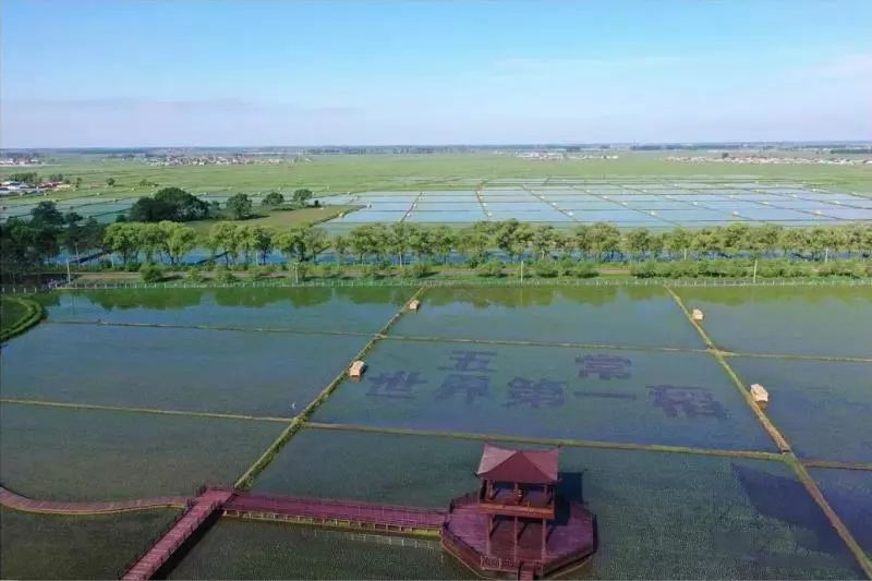 销售假富硒大米违法吗(大米打假)-硒宝网