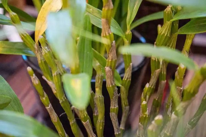 贵港富硒大米哪里有卖(广西贵港富硒大米)-硒宝网