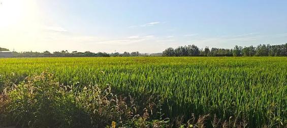 华丰合作社 富硒大米（丰城富硒米多少一斤）-硒宝网