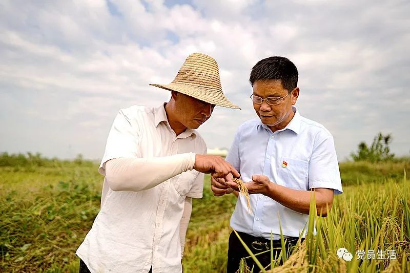 华丰合作社 富硒大米（丰城富硒米多少一斤）-硒宝网