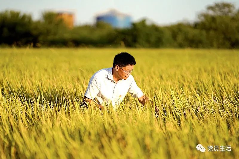 华丰合作社 富硒大米（丰城富硒米多少一斤）-硒宝网