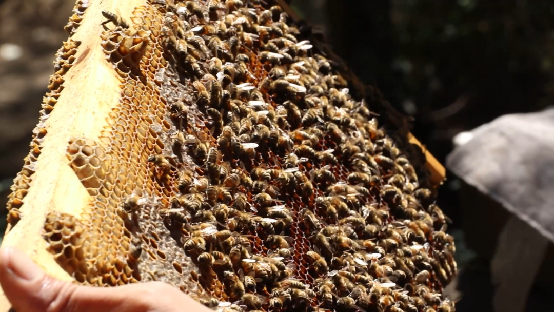 洛阳富硒大米厂家批发(洛阳大米多少钱一斤)-硒宝网