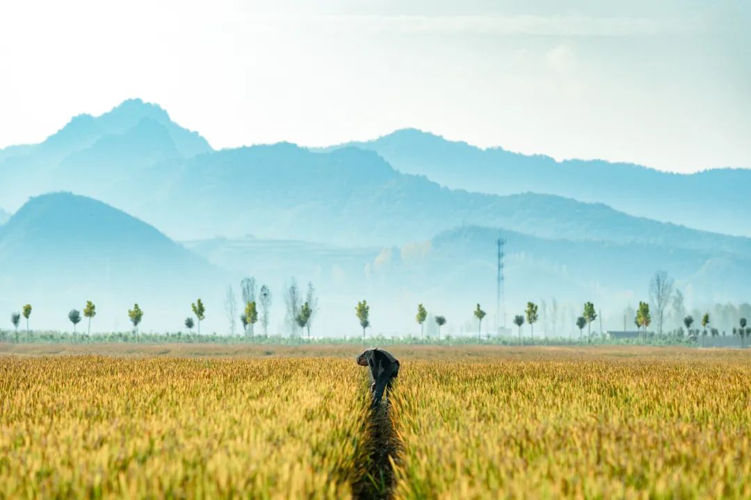 洛阳富硒大米厂家批发(洛阳大米多少钱一斤)-硒宝网