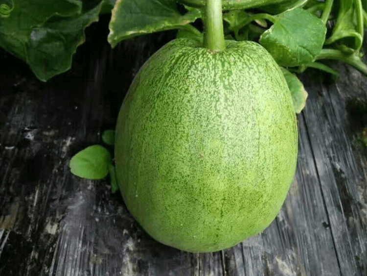 洛阳富硒大米厂家批发(洛阳大米多少钱一斤)-硒宝网