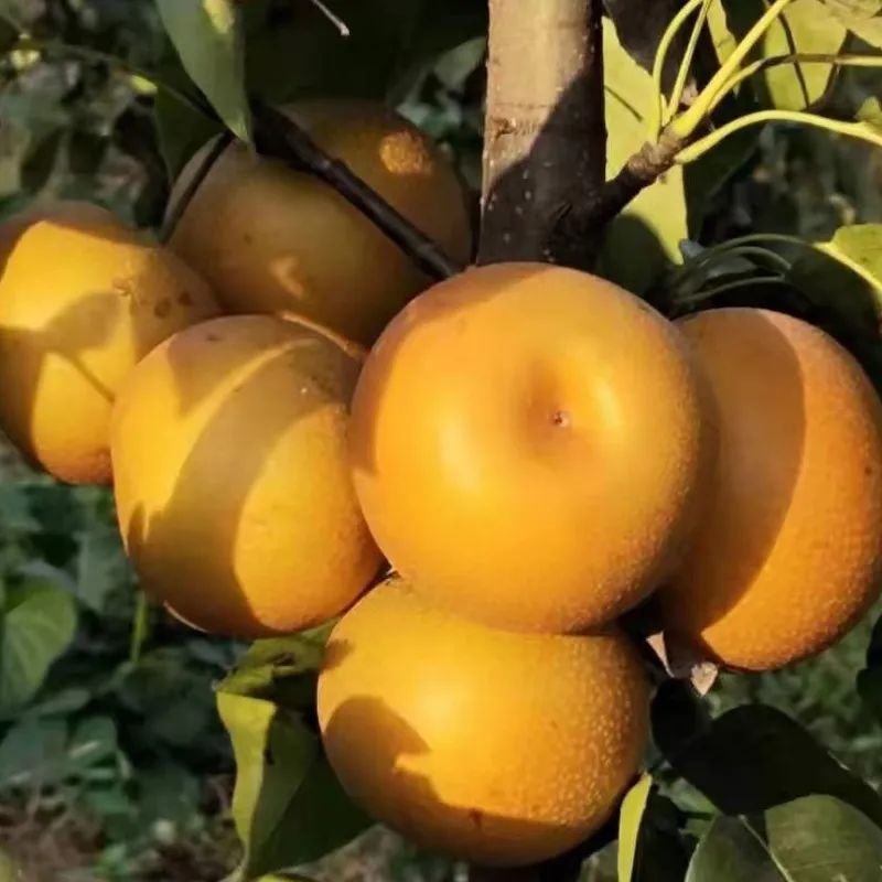 洛阳富硒大米厂家批发(洛阳大米多少钱一斤)-硒宝网