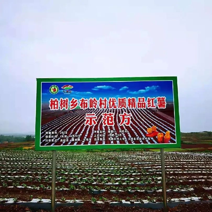 洛阳富硒大米厂家批发(洛阳大米多少钱一斤)-硒宝网