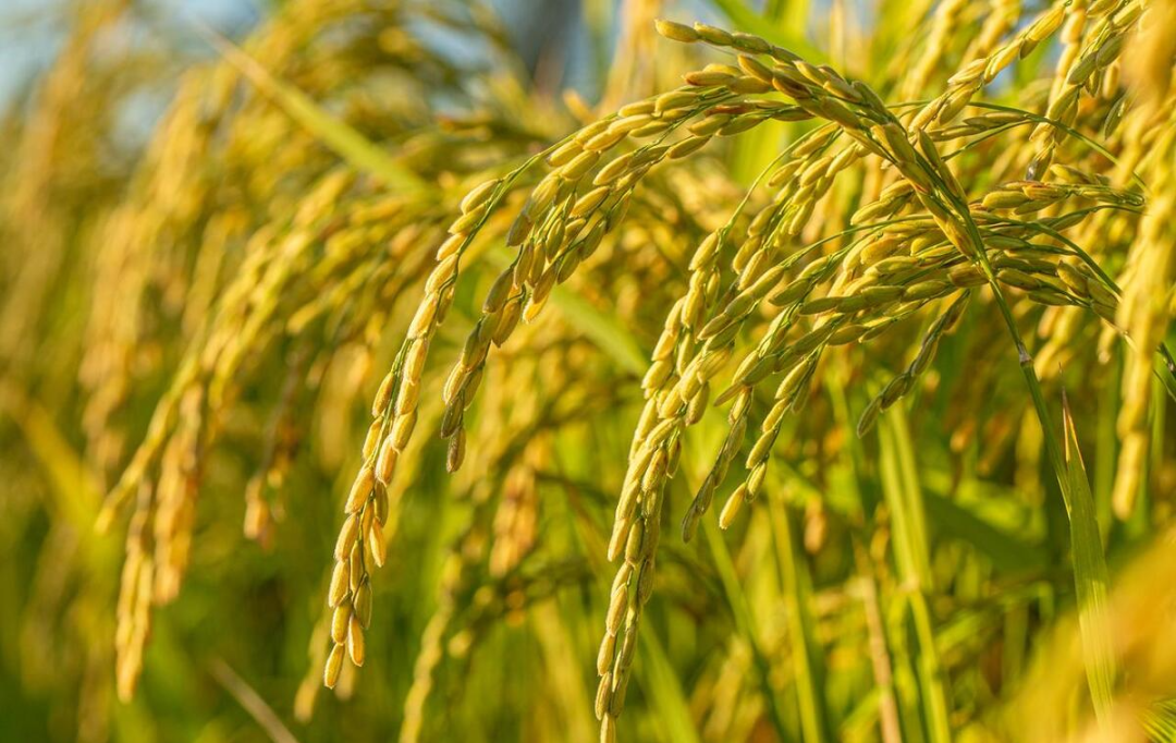 富硒大米未达国家标准（富硒大米的执行标准）-硒宝网