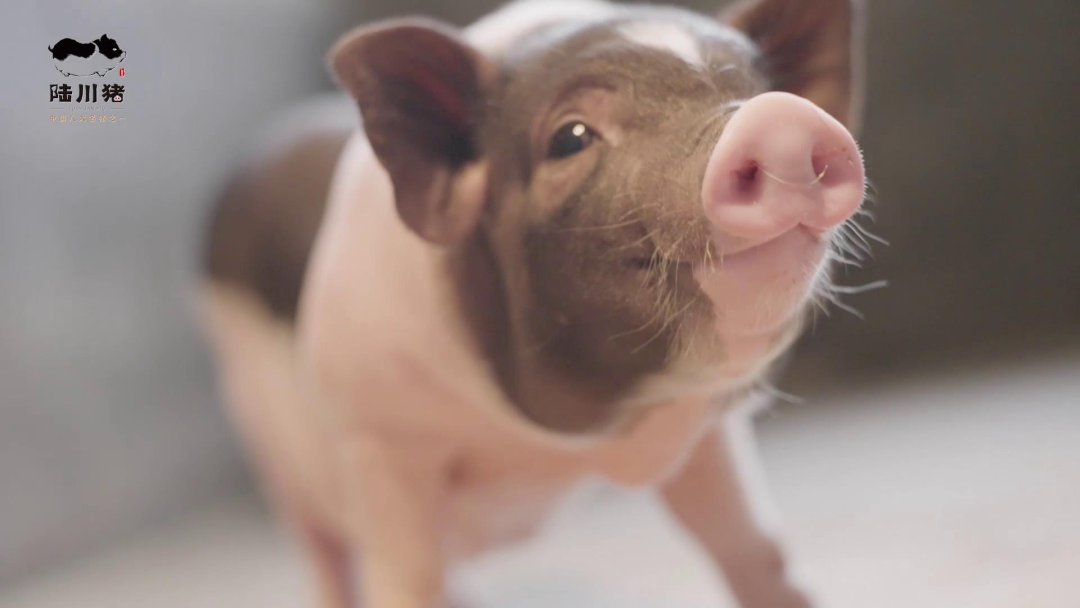 广西哪里的富硒大米好(广西扶贫产品富硒大米)-硒宝网