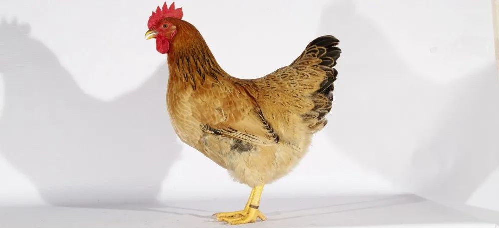 广西哪里的富硒大米好(广西扶贫产品富硒大米)-硒宝网