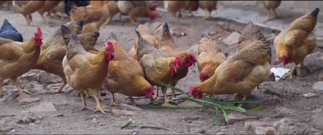 广西哪里的富硒大米好(广西扶贫产品富硒大米)-硒宝网