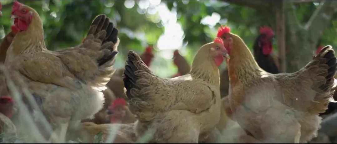 广西哪里的富硒大米好(广西扶贫产品富硒大米)-硒宝网