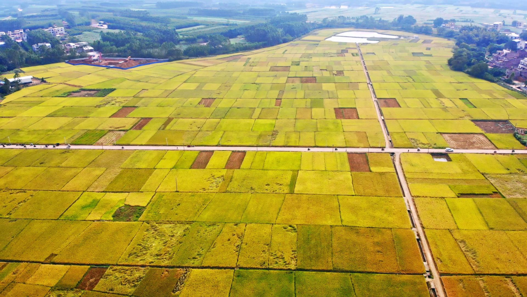 广西哪里的富硒大米好(广西扶贫产品富硒大米)-硒宝网