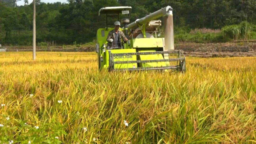 广西哪里的富硒大米好(广西富硒米哪个好)-硒宝网