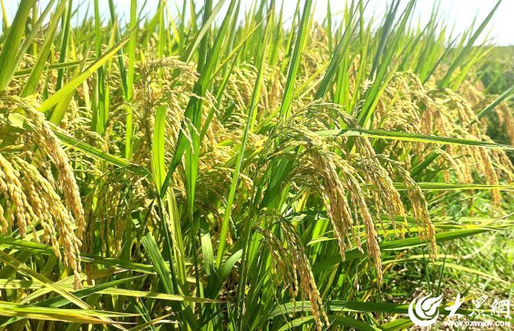 富硒大米可以蒸米饭吗（富硒大米煮饭好吃还是煮粥好吃）-硒宝网