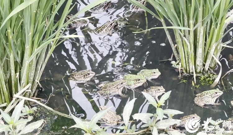 富硒大米可以蒸米饭吗（富硒大米煮饭好吃还是煮粥好吃）-硒宝网
