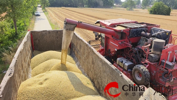 确山富硒大米之乡留庄(确山县留庄大米)-硒宝网