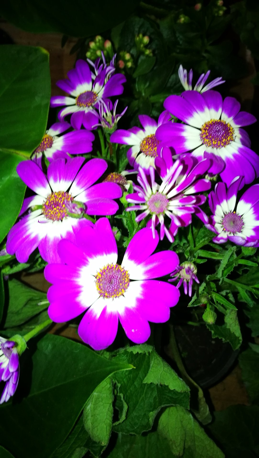 黑龙江佳木斯富硒大米（黑龙江富硒大米多少钱一斤）-硒宝网