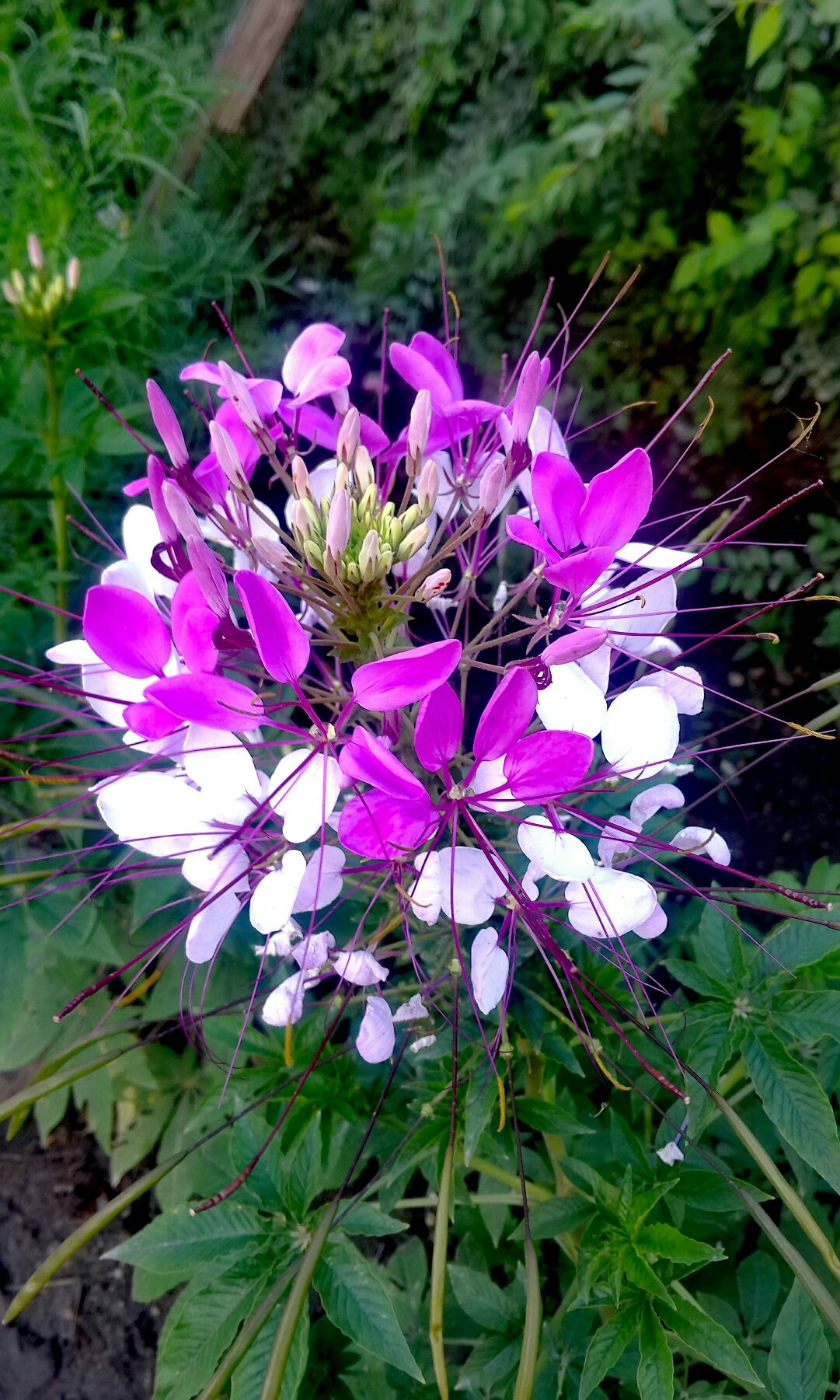 黑龙江佳木斯富硒大米（黑龙江富硒大米多少钱一斤）-硒宝网