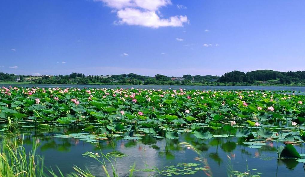 鱼河富硒大米销售规模(渔米河大米)-硒宝网