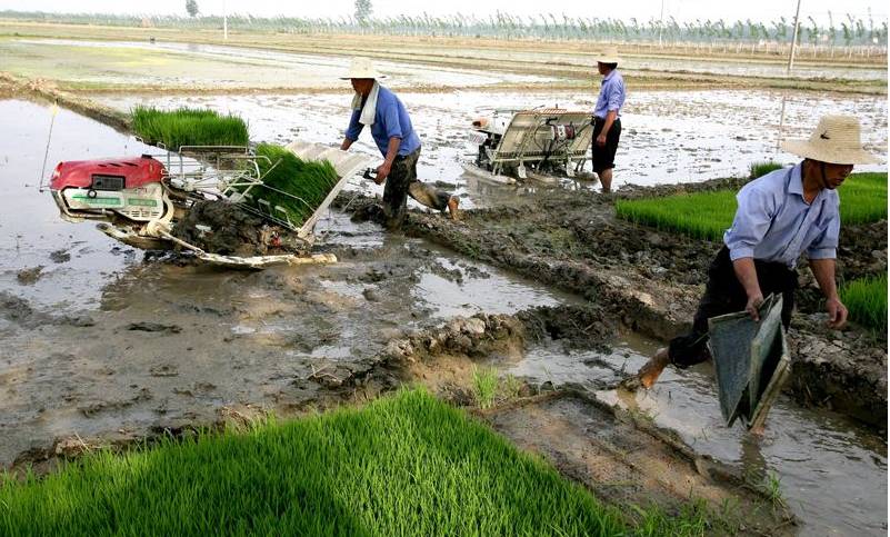 鱼河富硒大米销售规模(渔米河大米)-硒宝网