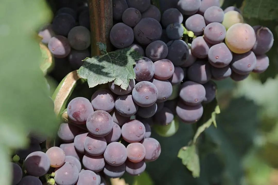 鱼河富硒大米销售规模(鱼河富硒大米包装)-硒宝网