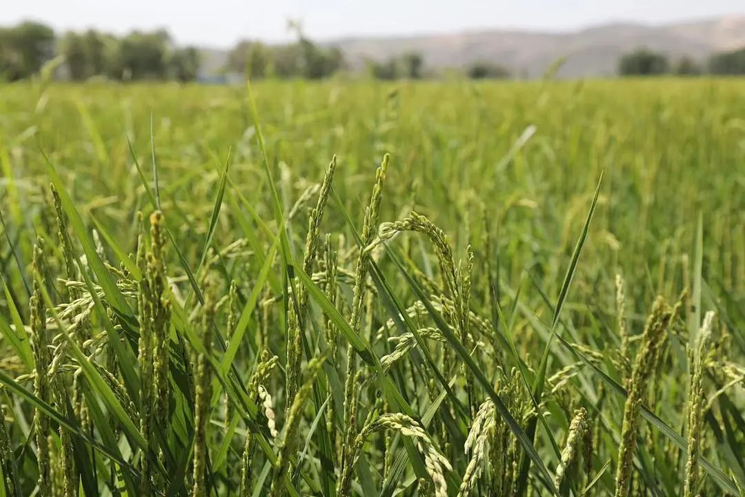 鱼河富硒大米销售规模(鱼河富硒大米包装)-硒宝网