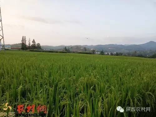 富硒大米的利润有多少(大米利润富硒有多少)-硒宝网