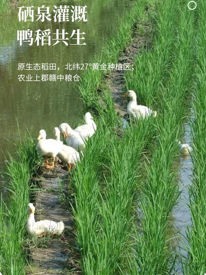 富硒大米的品质是什么(大米品质富硒是什么品种)-硒宝网