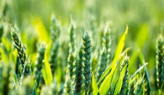 国际富硒大米市场现状(大米现状富硒国际市场分析)-硒宝网