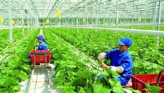 国际富硒大米市场现状(大米现状富硒国际市场分析)-硒宝网