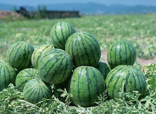 国际富硒大米市场现状(大米现状富硒国际市场分析)-硒宝网