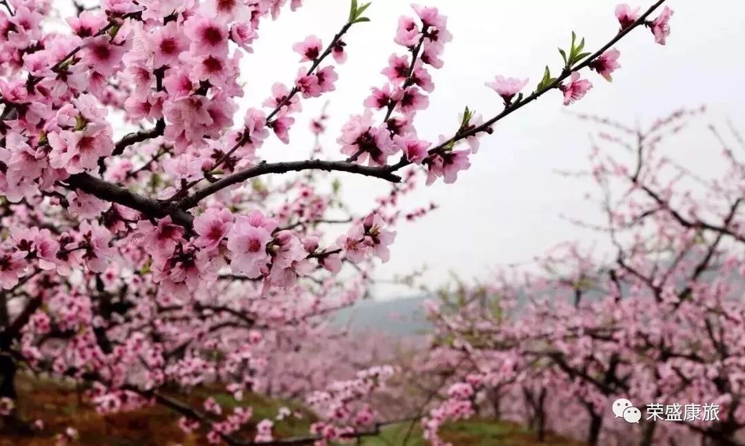 安徽产富硒大米的地方(安微富硒大米)-硒宝网