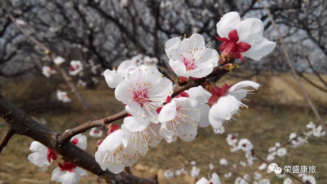 安徽产富硒大米的地方(安微富硒大米)-硒宝网