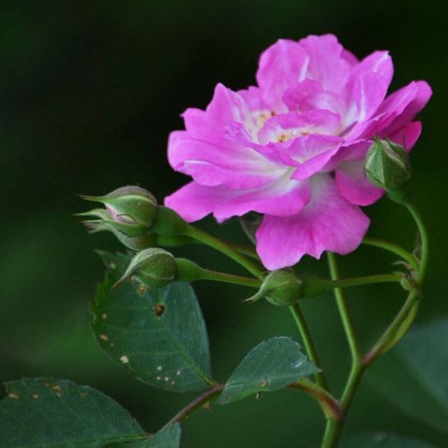 哪个超市有卖富硒大米（富硒大米不好吃）-硒宝网