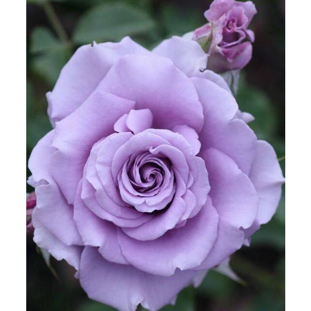 哪个超市有卖富硒大米（富硒大米不好吃）-硒宝网